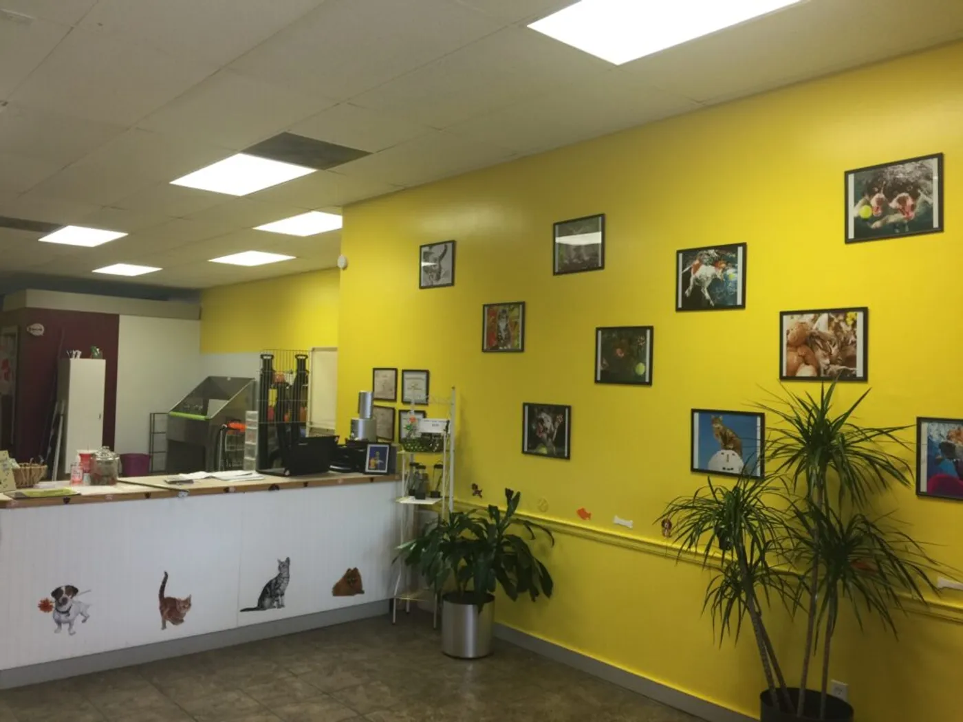 Inside Four Paws & Claws grooming salon in Old Brooklyn Cleveland