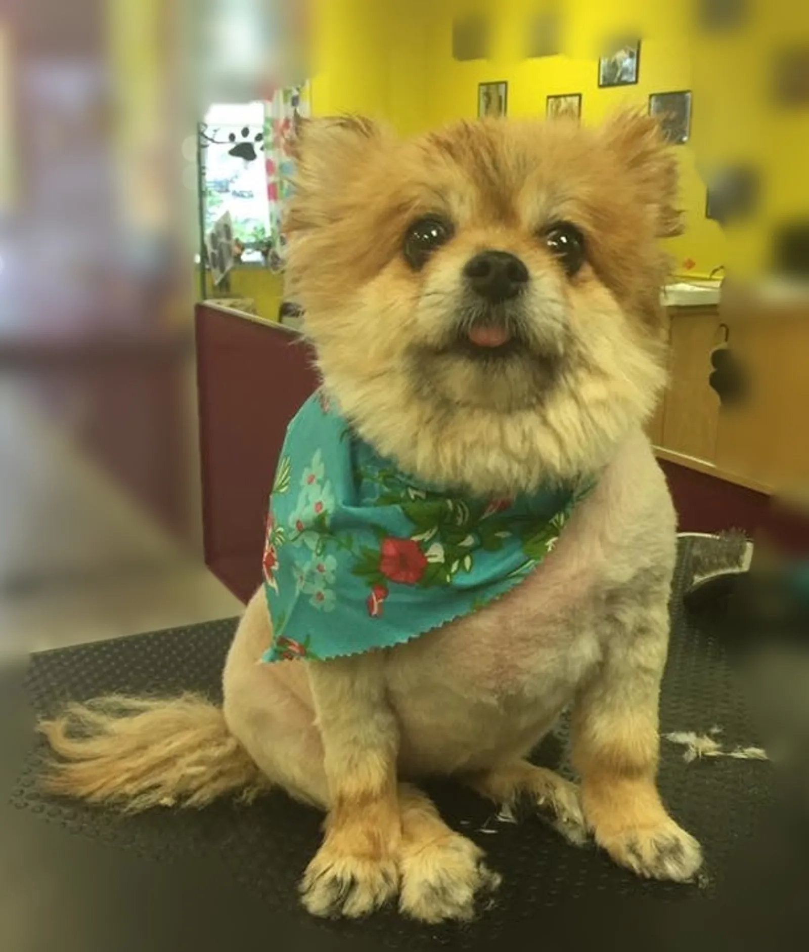 Freshly groomed dog with bandana at Four Paws & Claws grooming salon in Cleveland OH