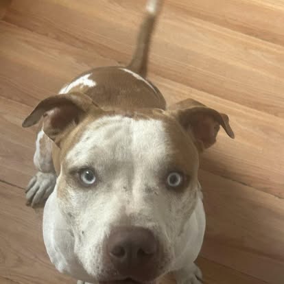 Close-up portrait of a dog after a grooming appointment at Four Paws & Claws