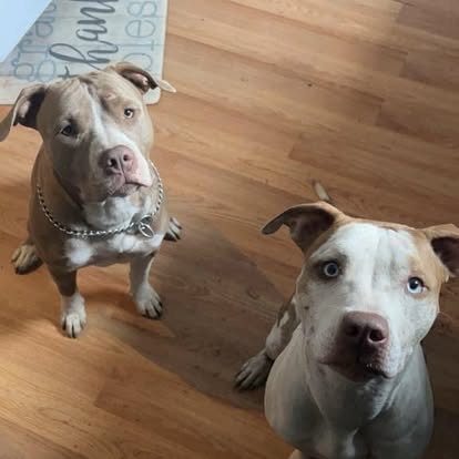 Shih Tzu haircut and bow after salon visit