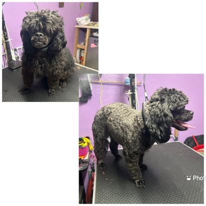 Husky deshedding treatment result at Four Paws & Claws