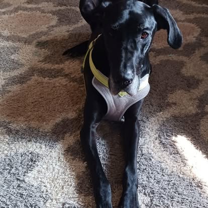 Yorkie puppy after first groom