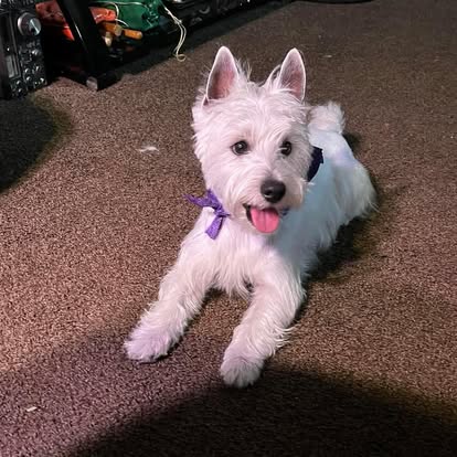 Poodle trimmed and fluffed at Cleveland pet groomer
