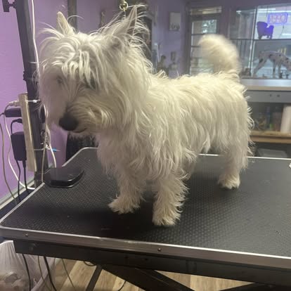 Tabby cat after lion cut at Four Paws & Claws