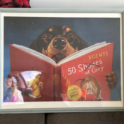 Maltese after bath and brush-out