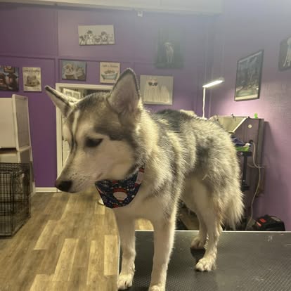 Labrador after full groom at Four Paws & Claws