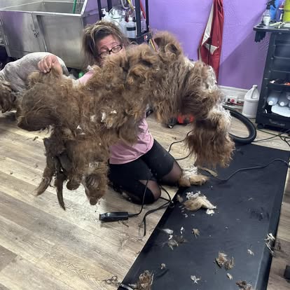 Cocker Spaniel sporting fresh trim