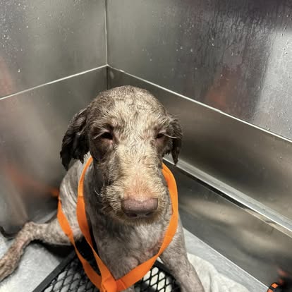 Bichon Frise after full groom and style at Cleveland groomer