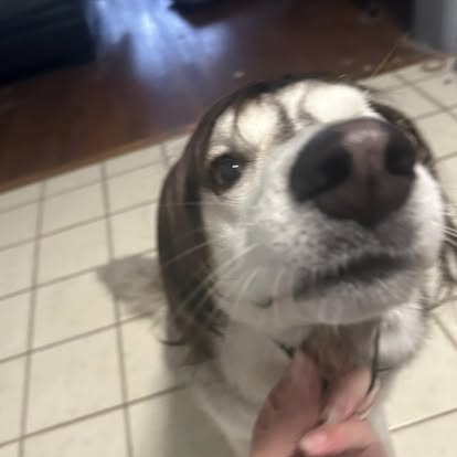 Mixed breed dog clean and happy after bath and trim