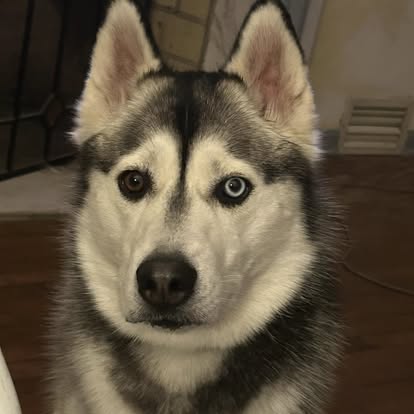 Persian cat after gentle grooming session at Four Paws & Claws