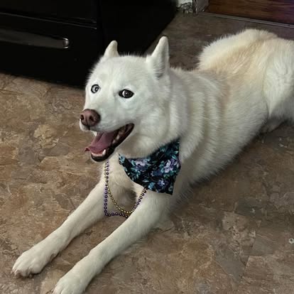 Golden doodle puppy after first groom