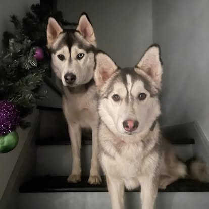 Shih Tzu with topknot after full groom