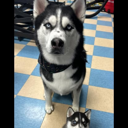 Husky coat brush-out and nail trim result in Cleveland
