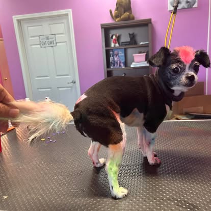 Yorkie after bath and scissor trim