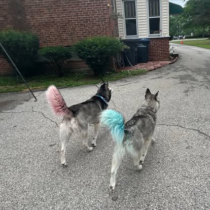 Tabby cat looking fresh after lion cut in Old Brooklyn