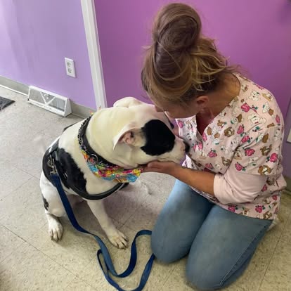 Poodle mix after deshedding treatment at Four Paws & Claws