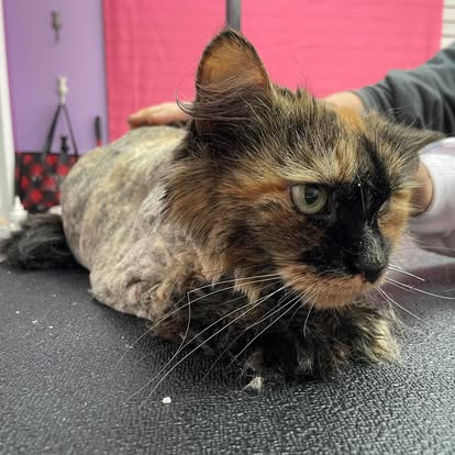 Maltese with bandana after salon visit