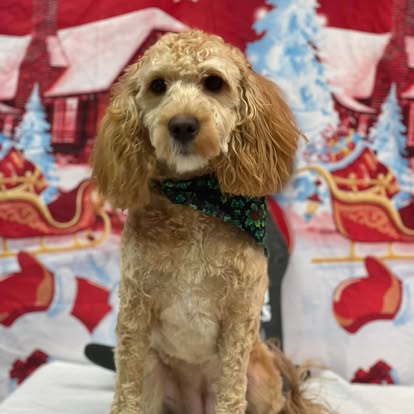 Mixed breed dog after nail trim and bath at Four Paws & Claws