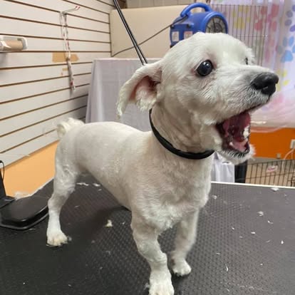 Bichon Frise freshly groomed and styled