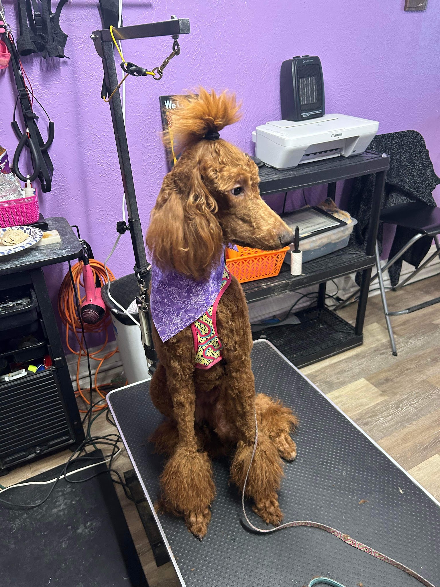 Dog being groomed on salon table at Four Paws & Claws