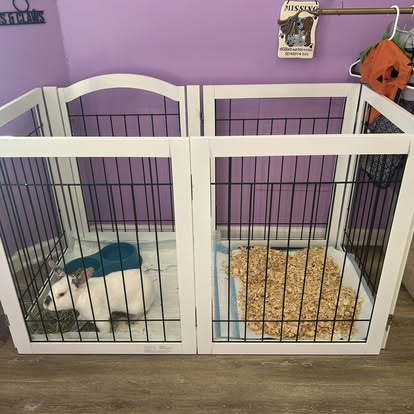 Small dog showing off fresh groom at Old Brooklyn groomer