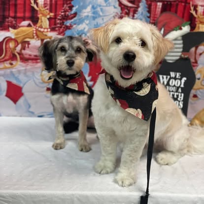Dog after bath and nail trim at Four Paws & Claws Old Brooklyn