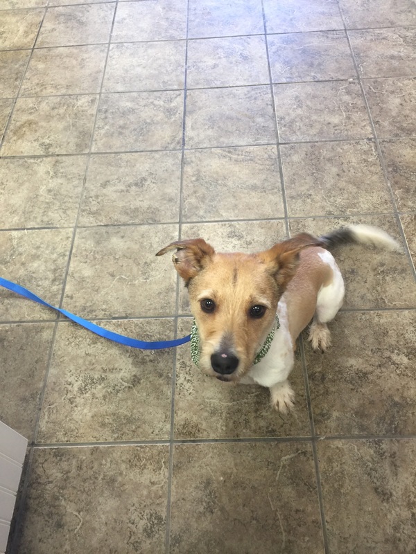 Shih tzu after haircut and nail trim in Cleveland