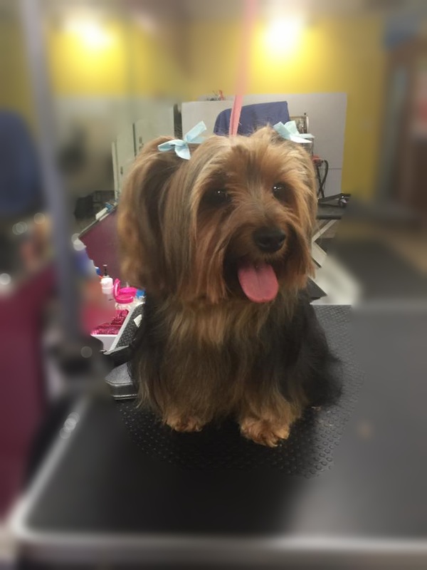 Styled pet after grooming at Four Paws & Claws Cleveland